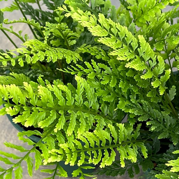 アスプレニウム：ツンベルギア（プラスチックファーン）　4号鉢植え