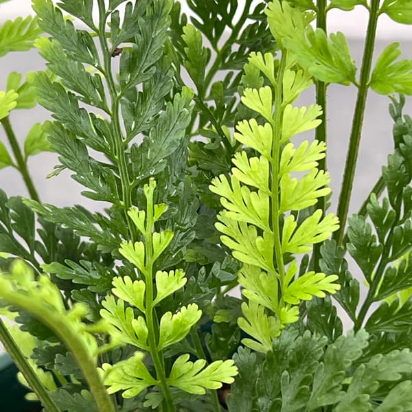 アスプレニウム：ツンベルギア（プラスチックファーン）　4号鉢植え