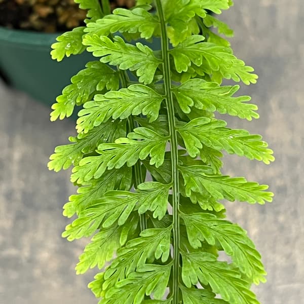 アスプレニウム：ツンベルギア（プラスチックファーン）　4号鉢植え