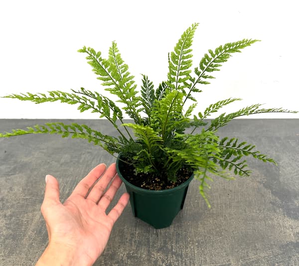 アスプレニウム：ツンベルギア（プラスチックファーン）　4号鉢植え