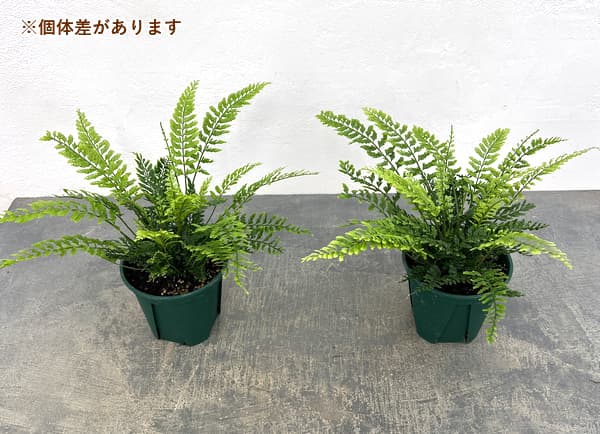 アスプレニウム：ツンベルギア（プラスチックファーン）　4号鉢植え