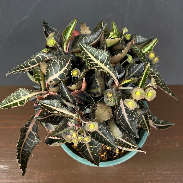 ユーフォルビア:フランコイシー 4号鉢植え26-04