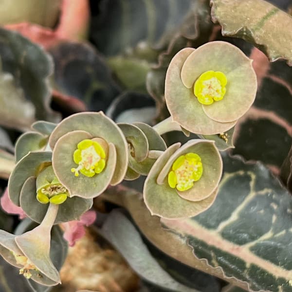 ユーフォルビア:フランコイシー 4号鉢植え26-04