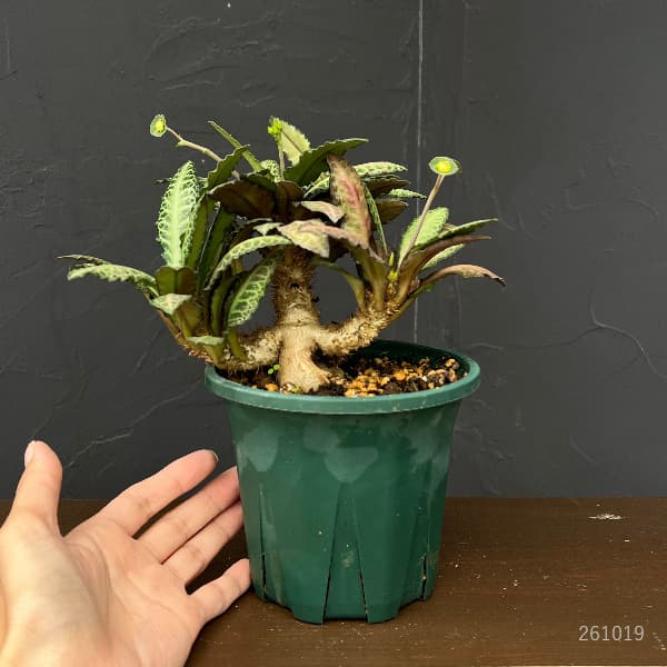 ユーフォルビア：フランコイシー　4号鉢植え26-05