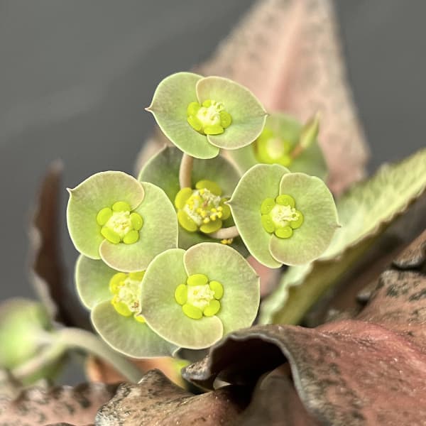 ユーフォルビア：フランコイシー　4号鉢植え26-07