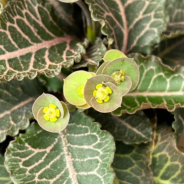 ユーフォルビア：フランコイシー　4号鉢植え26-08