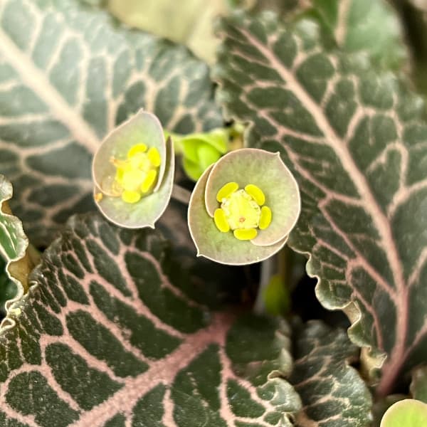 ユーフォルビア：フランコイシー　4号鉢植え26-08