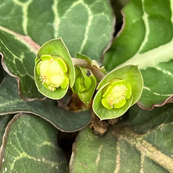 ユーフォルビア：フランコイシー　4号鉢植え26-09