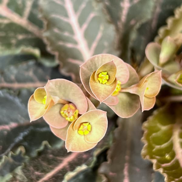 ユーフォルビア:フランコイシー 4号鉢植え26-10