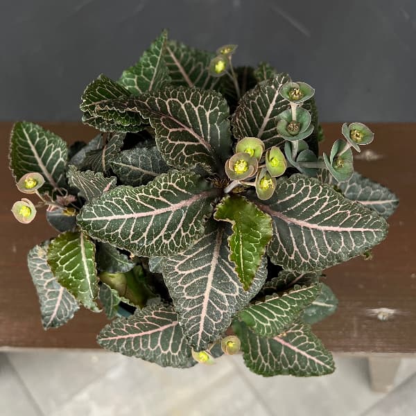 ユーフォルビア：フランコイシー　4号鉢植え26-11