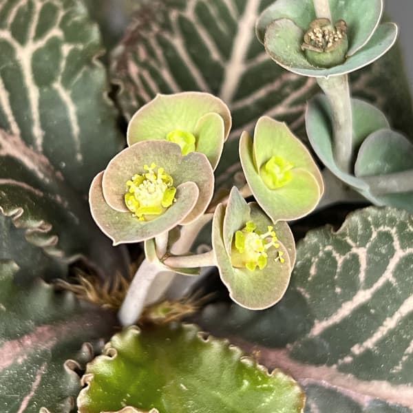 ユーフォルビア：フランコイシー　4号鉢植え26-11