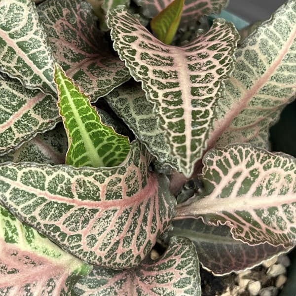 ユーフォルビア：フランコイシー　4号鉢植え26-12