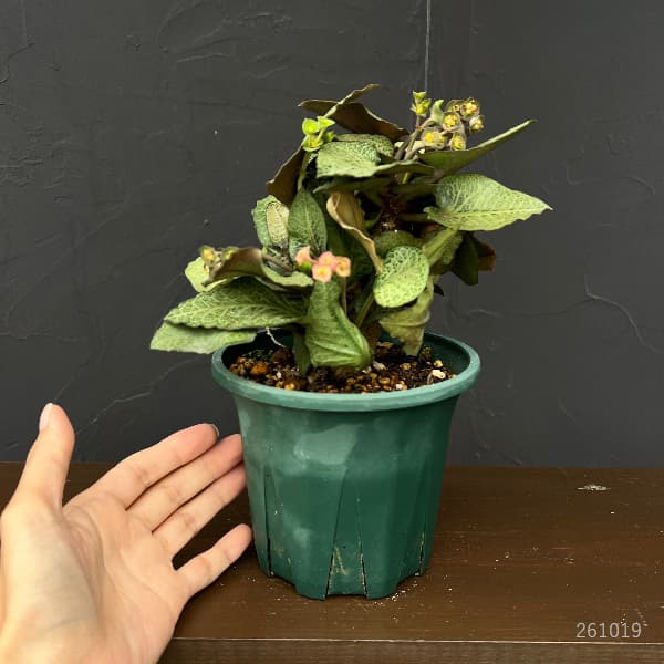 ユーフォルビア：フランコイシー　4号鉢植え26-13
