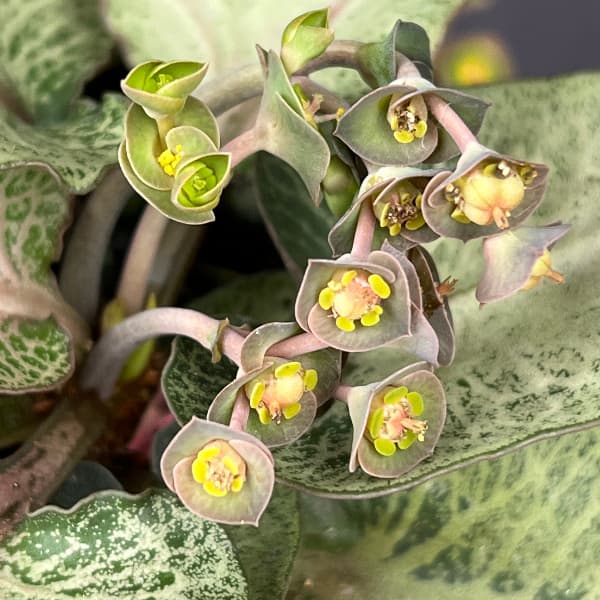 ユーフォルビア：フランコイシー　4号鉢植え26-13