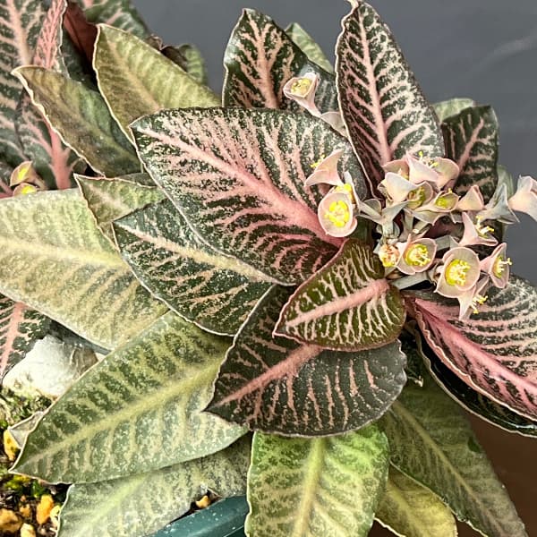 ユーフォルビア：フランコイシー　4号鉢植え26-16