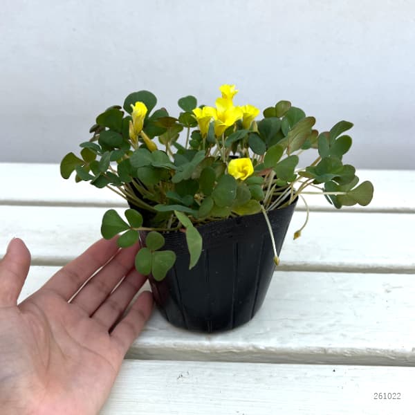 オキザリス:月の雫(つきのしずく)3.5号ポット