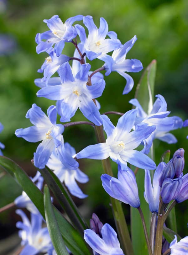 チオノドグサ:サルデンシス　5球入り[3月頃開花　草丈10cmと愛らしい小型球根植物　秋植え球根]