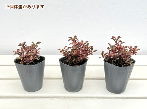 コプロスマ:レインボーサプライズ2.5号ロングポット*