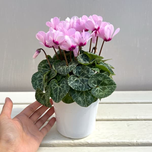 シクラメン：ジェミニ　ライトウィズアイ4号鉢植え