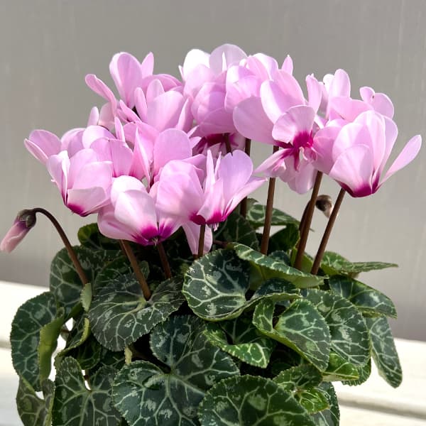 シクラメン：ジェミニ　ライトウィズアイ4号鉢植え