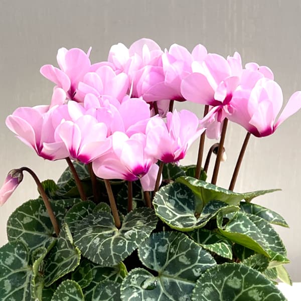 シクラメン：ジェミニ　ライトウィズアイ4号鉢植え
