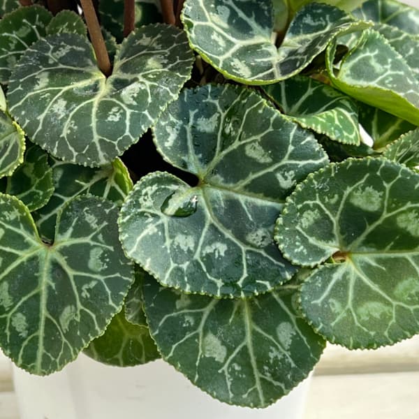 シクラメン：ジェミニ　ライトウィズアイ4号鉢植え