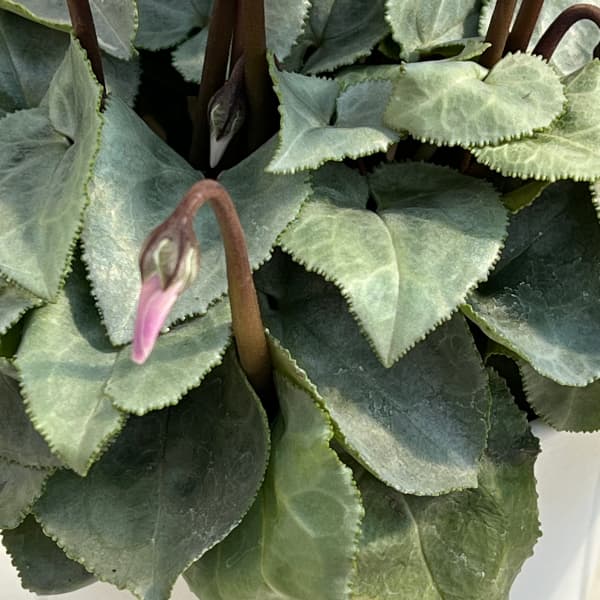 シクラメン:シルバーリーフ ブルーブルー4号鉢植え