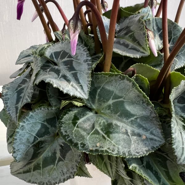 シクラメン:シルバーリーフ ブルーブルー4号鉢植え