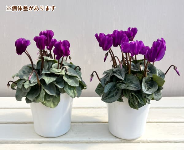 シクラメン:シルバーリーフ ブルーブルー4号鉢植え
