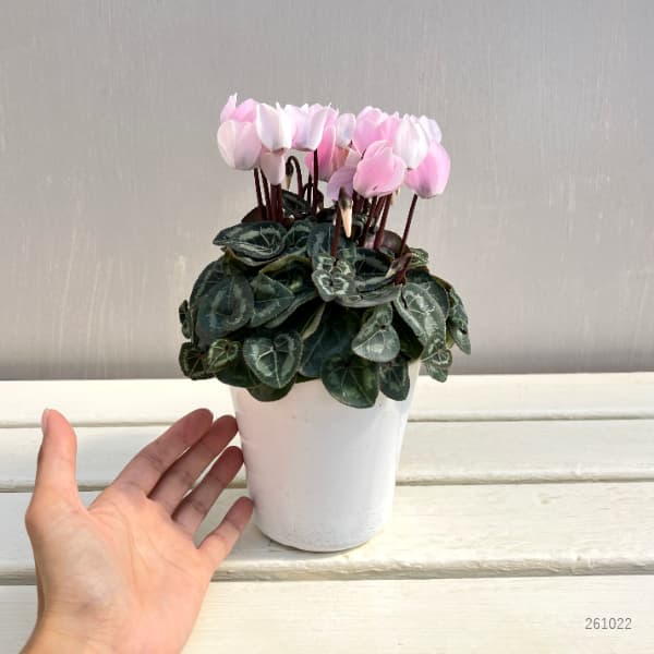 シクラメン:ロージーグロー4号鉢植え