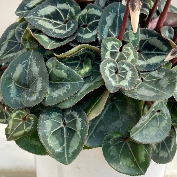 シクラメン:ロージーグロー4号鉢植え