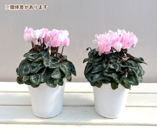 シクラメン:ロージーグロー4号鉢植え