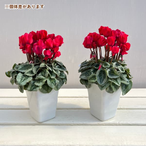 佐藤さんのシクラメン:ドナテロ レッド3.5号スクエア鉢