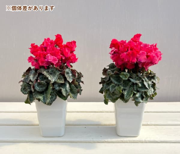 佐藤さんのシクラメン:クリスピーノ レッド3.5号スクエア鉢