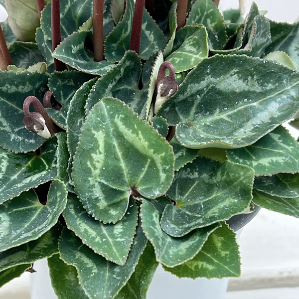 シクラメン:カシオペア ゴブレット咲き3号ロングポット
