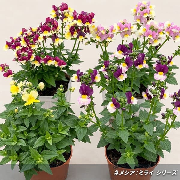 ネメシア:ミライ バイカラーバイオレット3号ポット