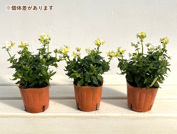 ネメシア:ミライ イエローバイカラー3号ポット