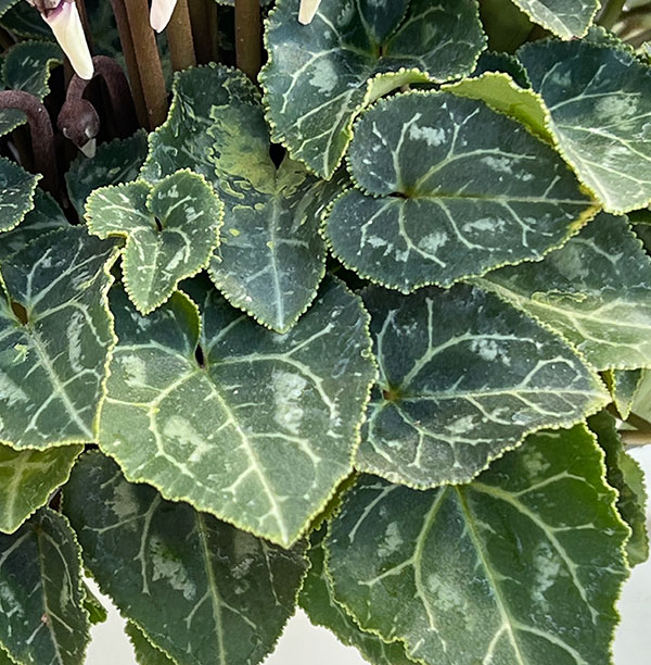 シクラメン：ドラゴン ブルーアイ4号鉢植え