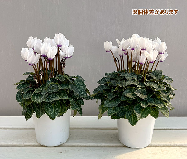 シクラメン：ドラゴン ブルーアイ4号鉢植え