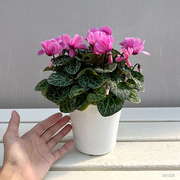 シクラメン：ジェミニ　ネオンピンク4号鉢植え