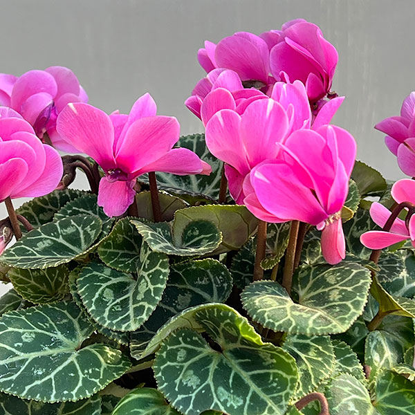 シクラメン：ジェミニ　ネオンピンク4号鉢植え