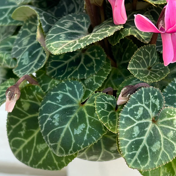 シクラメン：ジェミニ　ネオンピンク4号鉢植え