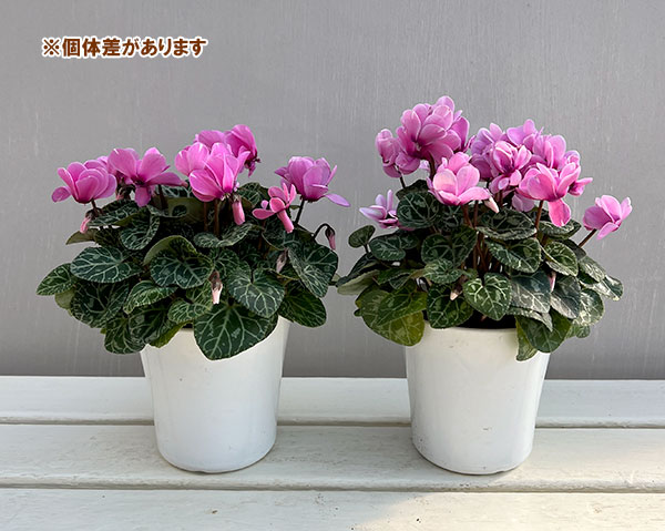 シクラメン：ジェミニ　ネオンピンク4号鉢植え