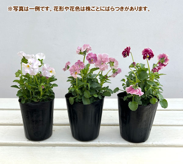 ビオラ：ハルグリンオリジナル　プティフール　ピンクジャム3号ロングポット