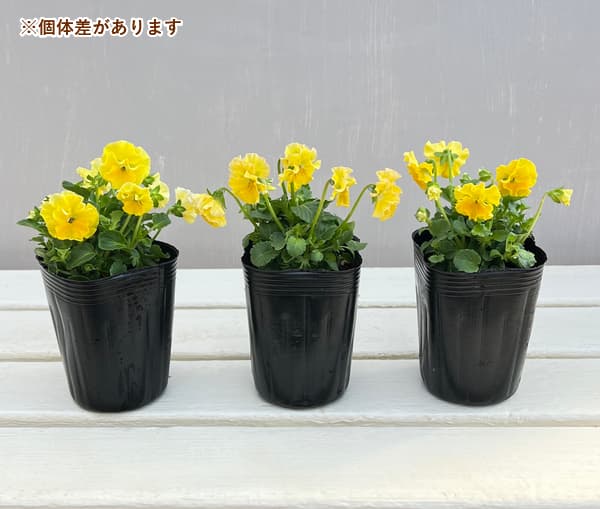 ビオラ：ハルグリンオリジナル　プティフール　パイン3号ロングポット