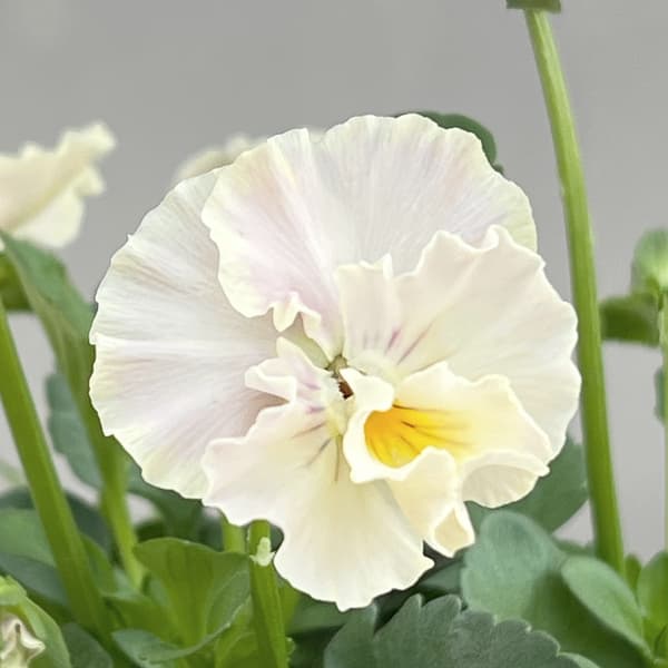 ビオラ:ハルグリンオリジナル プティフール ミルクスノー3号ロングポット