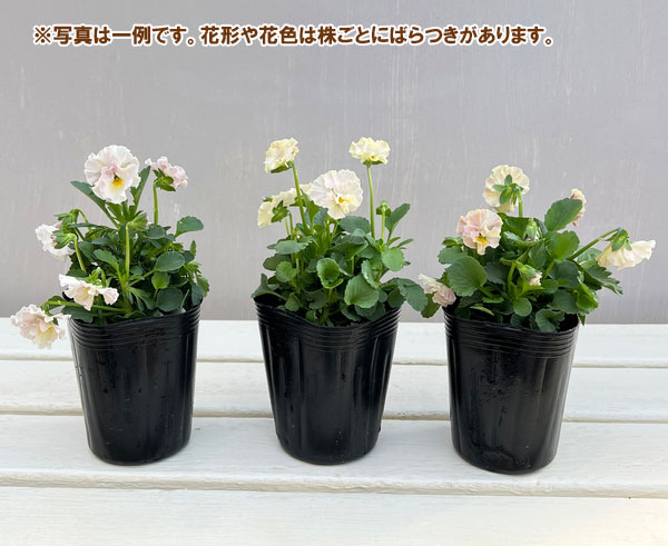 ビオラ:ハルグリンオリジナル プティフール ミルクスノー3号ロングポット