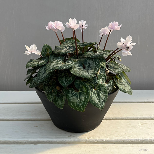 シクラメン：ツヴァイ　ピーチ　コーデックス仕立て7号鉢植え26-01