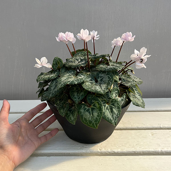 シクラメン：ツヴァイ　ピーチ　コーデックス仕立て7号鉢植え26-01
