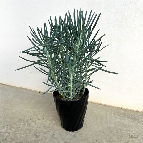 キュリオ(セネシオ):ブルース6号鉢植え